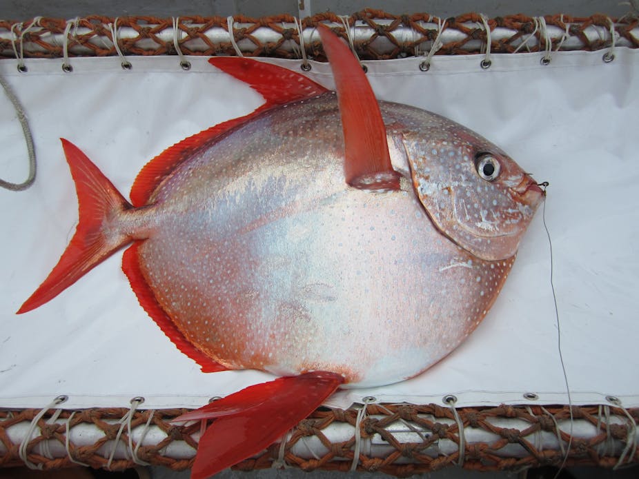 Revealed First Warm Blooded Fish And We Ve Been Eating It For Years Revealed First Warm Blooded Fish And We Ve Been Eating It For Years