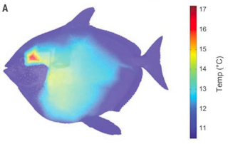 Revealed: first warm-blooded fish (and we've been eating it for years)