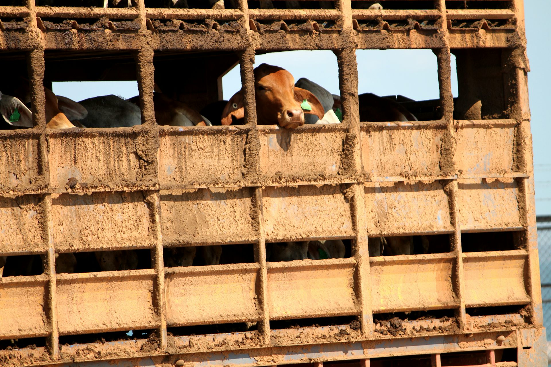 Why exporting live cattle to the United States is a bad idea