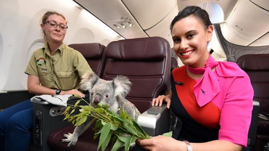 Koalas Platypuses And Pandas And The Power Of Soft Diplomacy