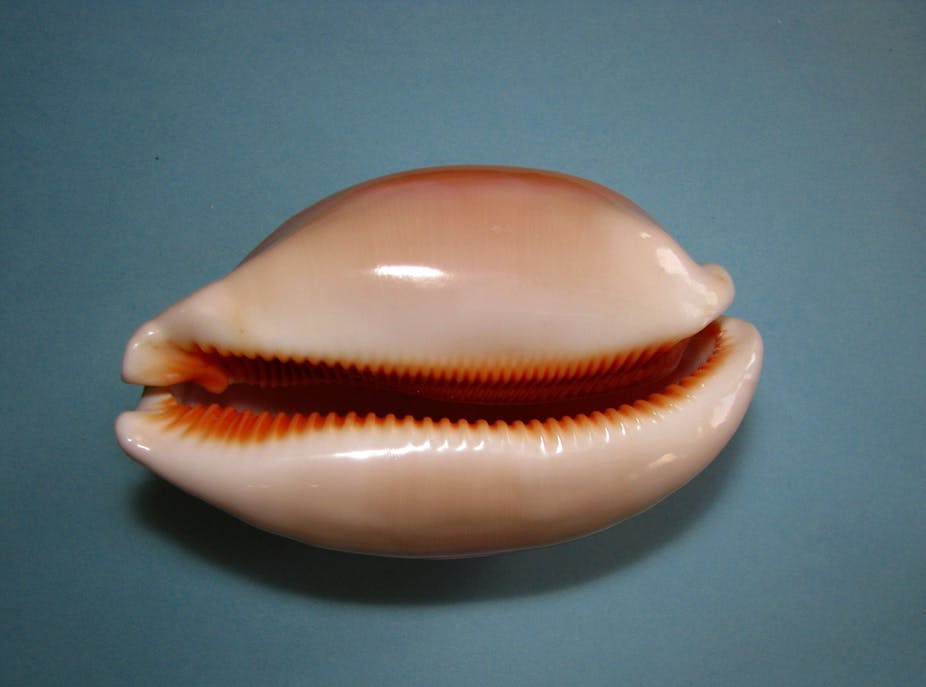 The seashell-inspired material inspiring a new wave of safety gear in sport