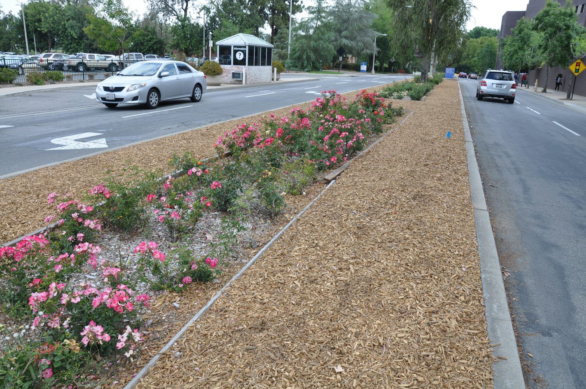 california water universities mandates rationing cities meet trapping thirsty riverside moisture nonnative chips grass author university wood
