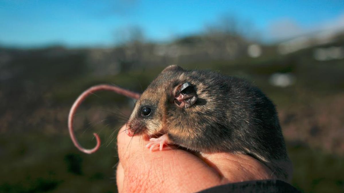 Meet The Australian Wildlife Most Threatened By Climate Change