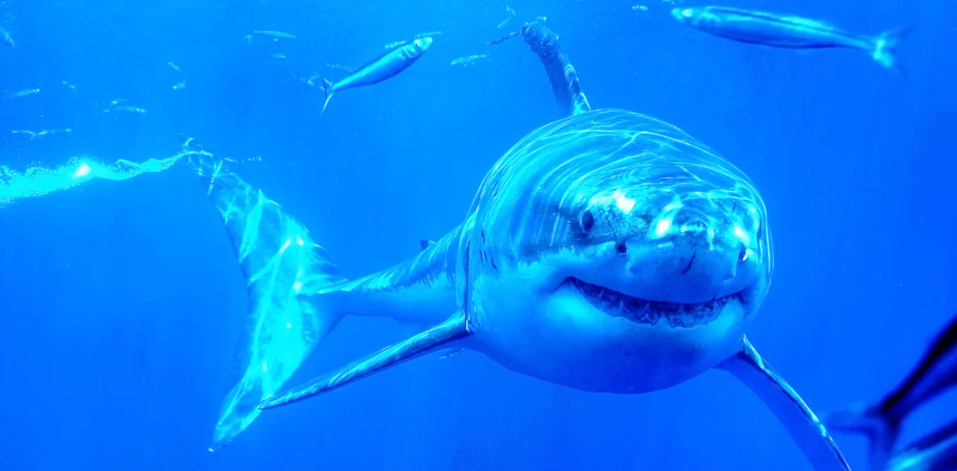 No Bones About It Sharks Evolved Cartilage For A Reason No bones about it sharks evolved cartilage for a reason