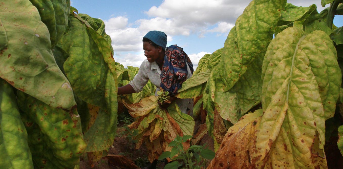 Why land evokes such deep emotions in Africa