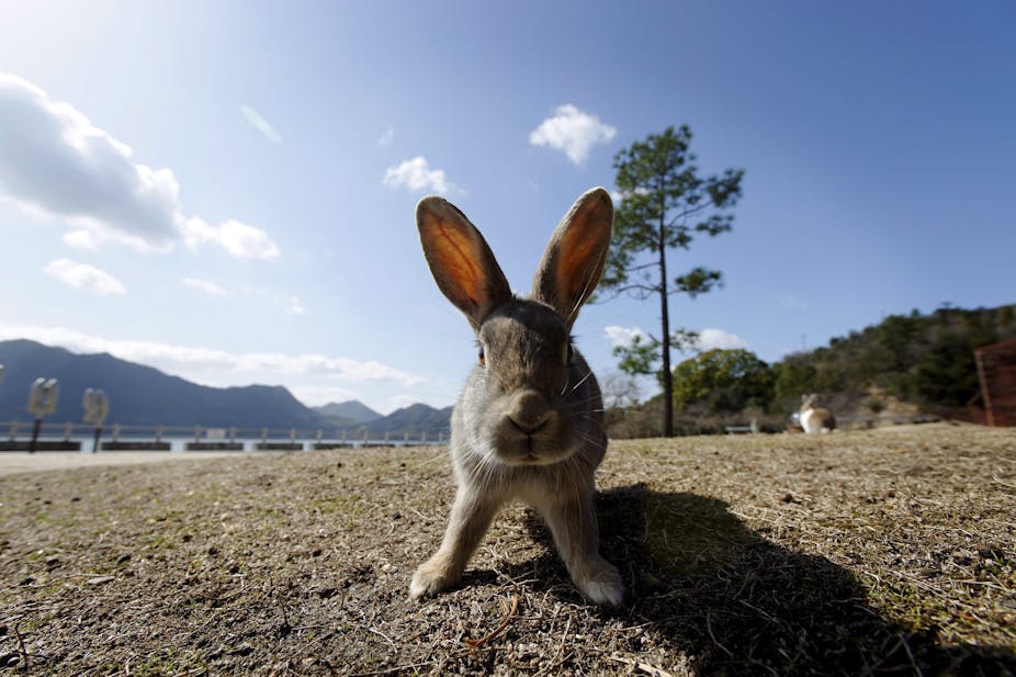 Controlling rabbits: let’s not get addicted to viral solutions