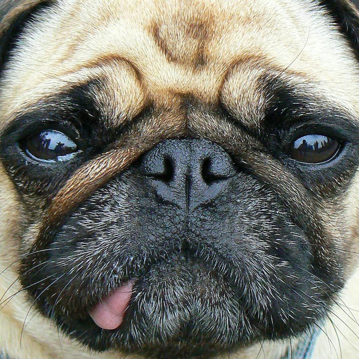 Do Animals Feel Pain Like We Do Do Animals Feel Pain Like We Do