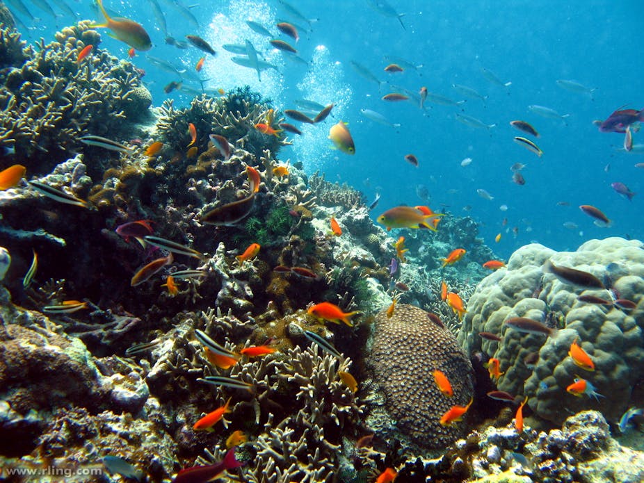 UNESCO recommends Great Barrier Reef should not be classed as ‘in danger’
