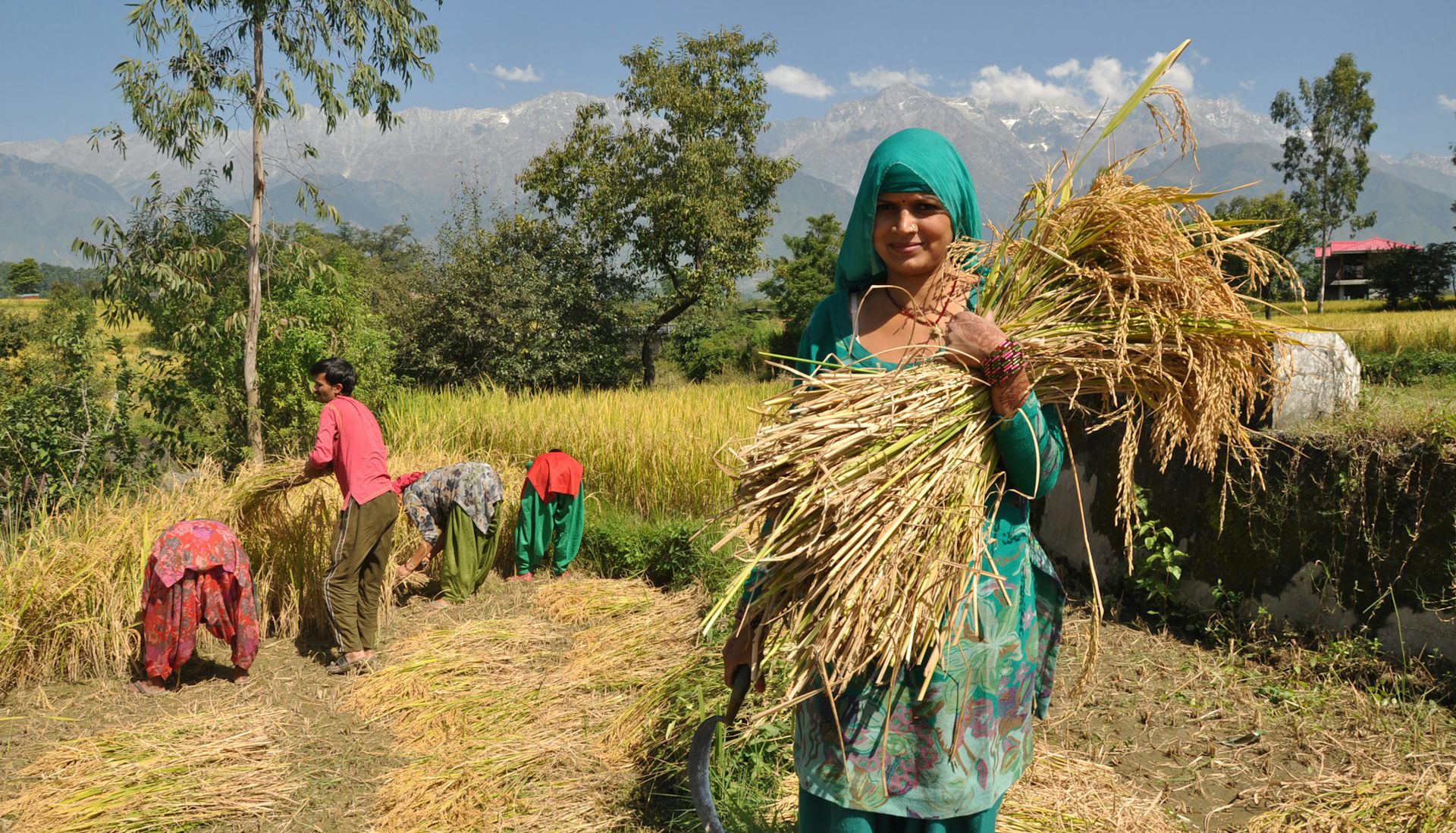 How modern crops can ensure food security in a heatwave