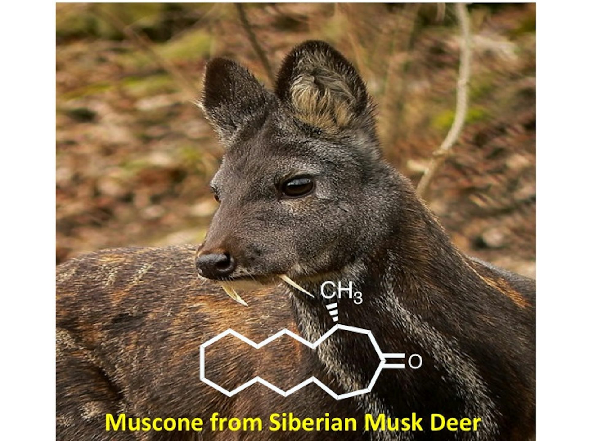 musk deer smell