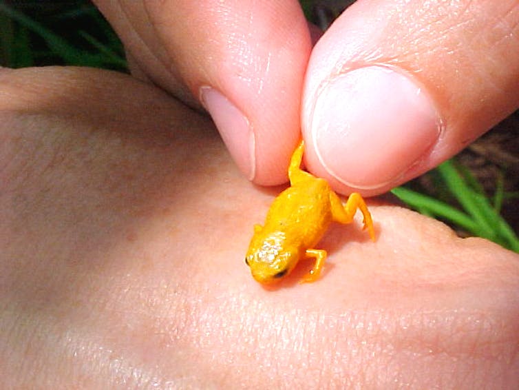 These Tiny Frogs Traded Their Sense of Balance for Their Size