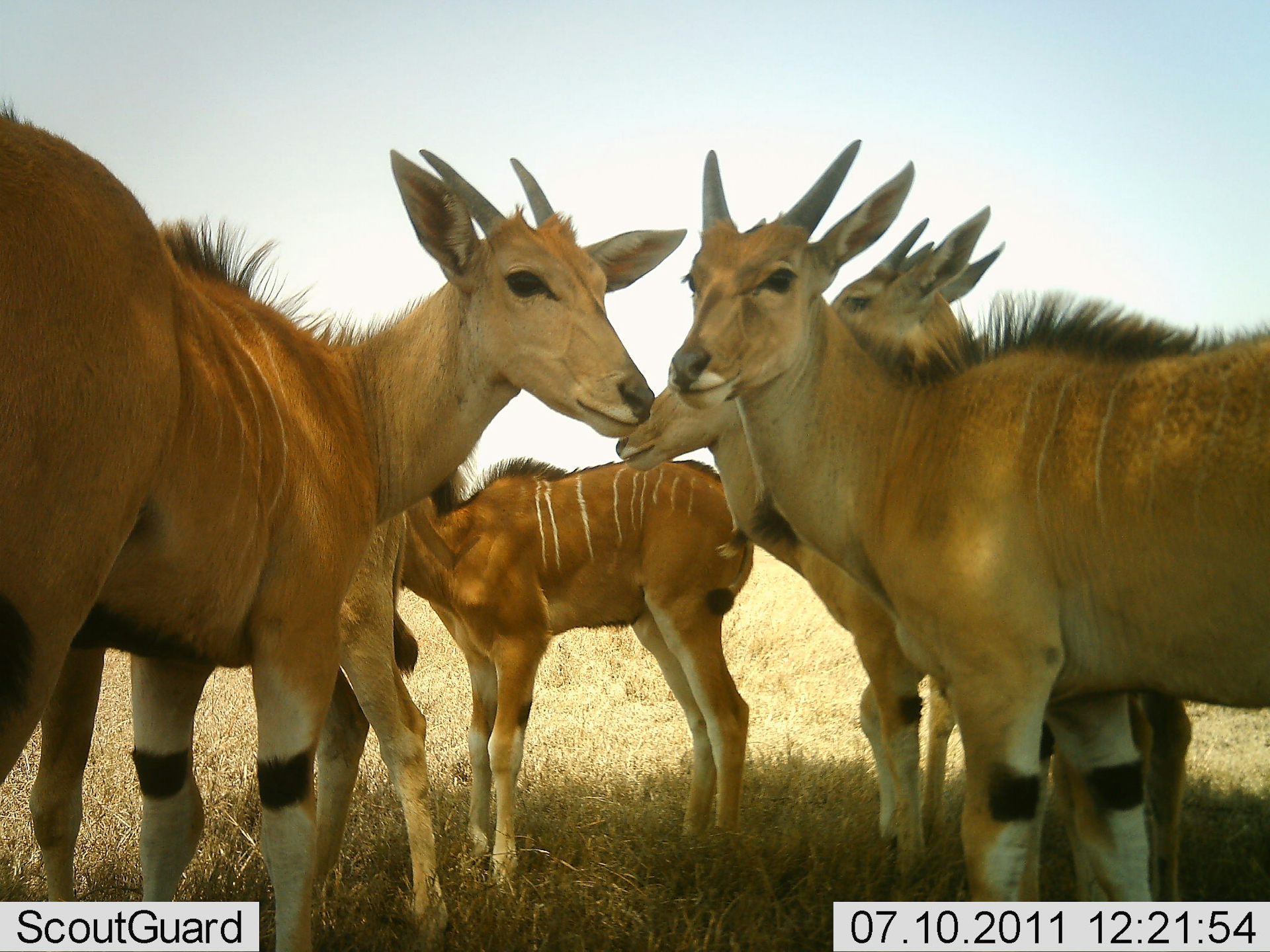 Crowdsourcing the Serengeti how citizen scientists classified millions