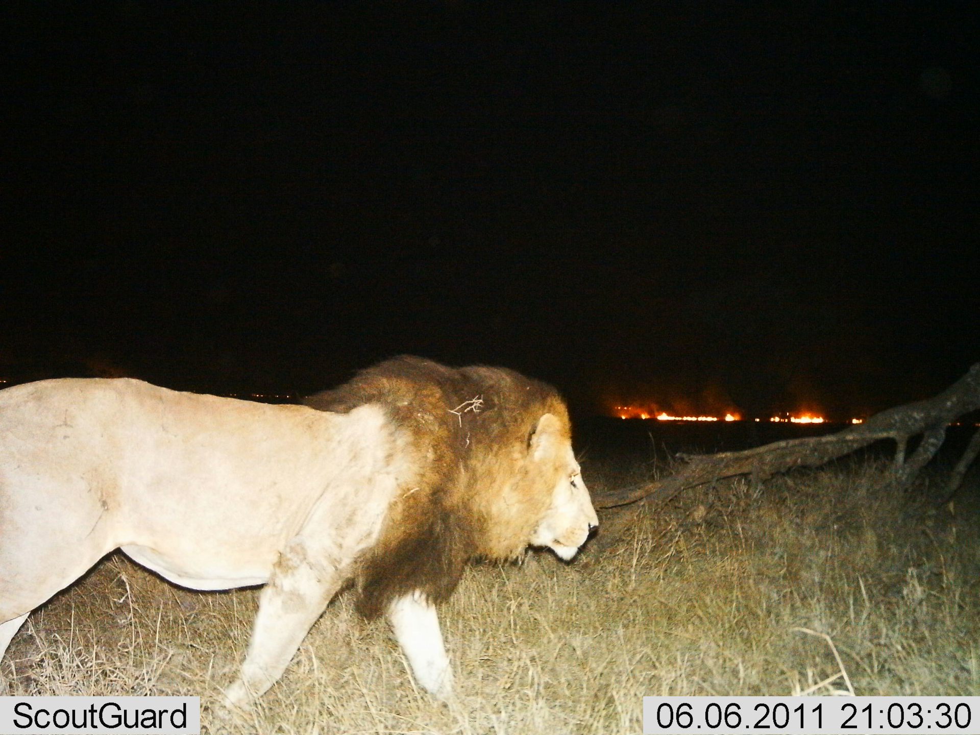 Crowdsourcing the Serengeti how citizen scientists classified millions