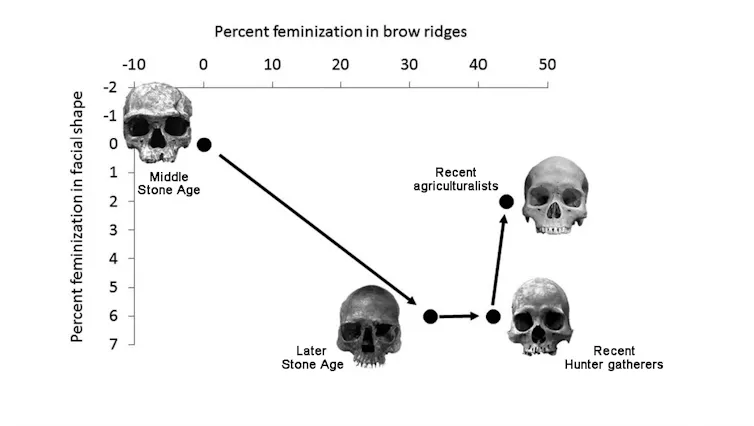 Early Humans Gender Roles Early humans had to become more feminine before they could dominate the ...