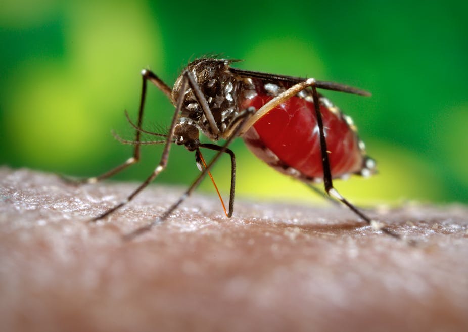 Modifying mosquitoes to stop transmission of dengue  fever