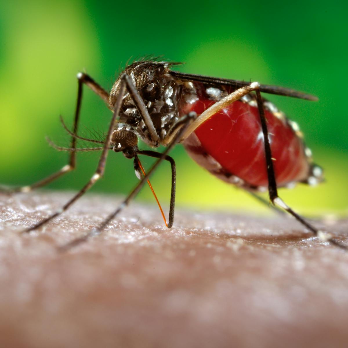 Modifying Mosquitoes To Stop Transmission Of Dengue Fever