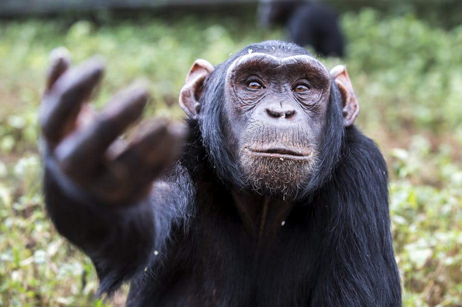no wonder we are so fascinated by chimps they remind us of ourselves