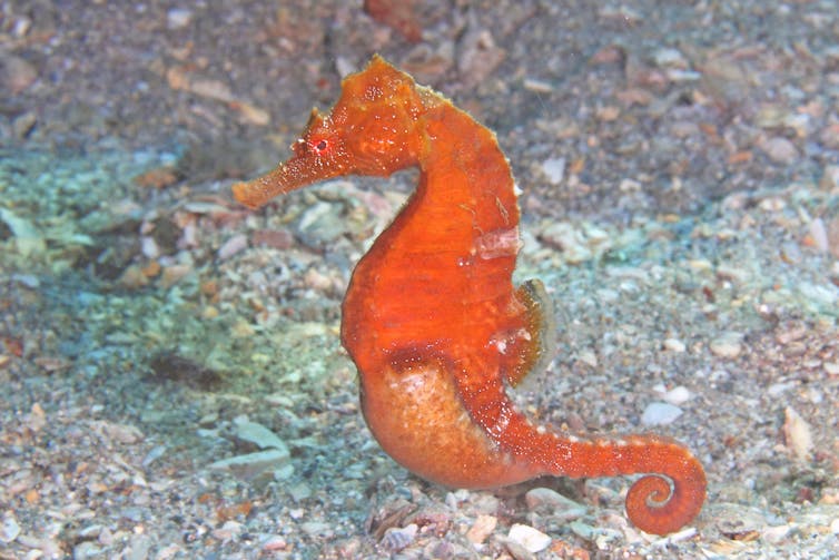 Male seahorses become pregnant, nourishing and protecting their fry until birth. Kevin Bryant/Flickr