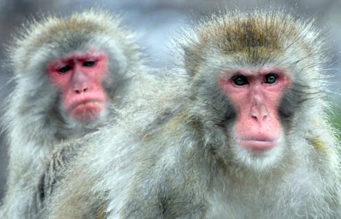 Monkey Naming: 301 Unique ,Funny & Cool Monkey names 9 Monkey minds: what we can learn from primate personality