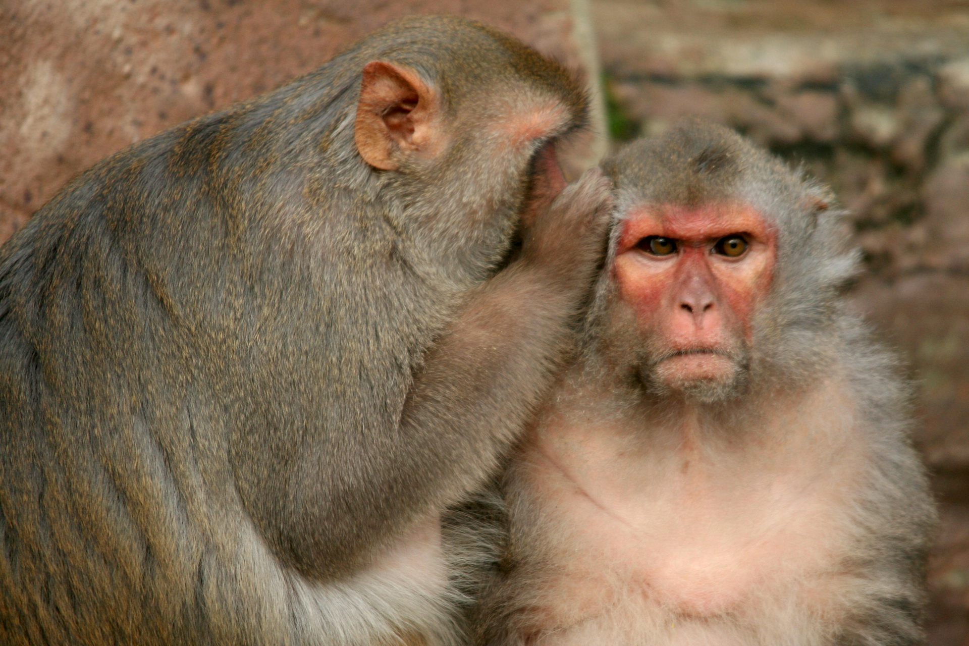 Monkey Minds: What We Can Learn From Primate Personality