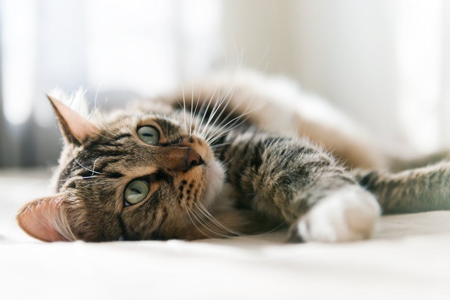 Cat lovers rejoice: watching online videos lowers stress and makes you happy