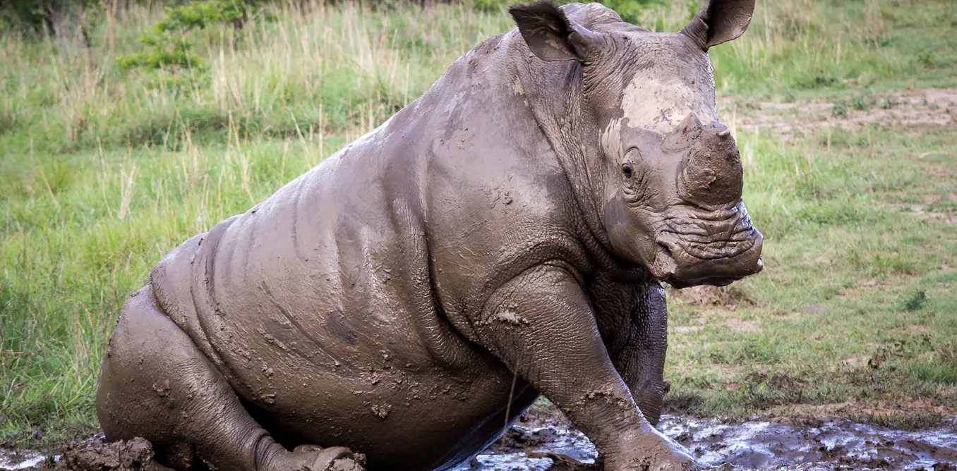 Earth’s sixth mass extinction has begun, new study confirms