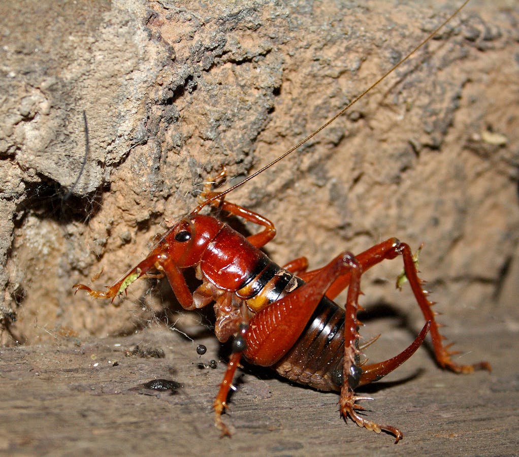 Scary King Cricket Is A Beautiful Example Of Evolution At Its Best