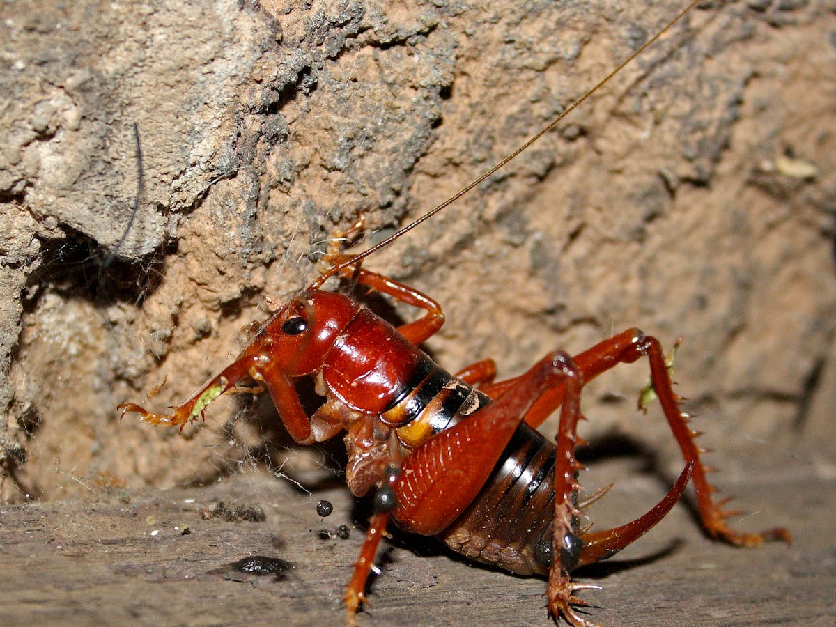 Scary King Cricket Is A Beautiful Example Of Evolution At Its Best