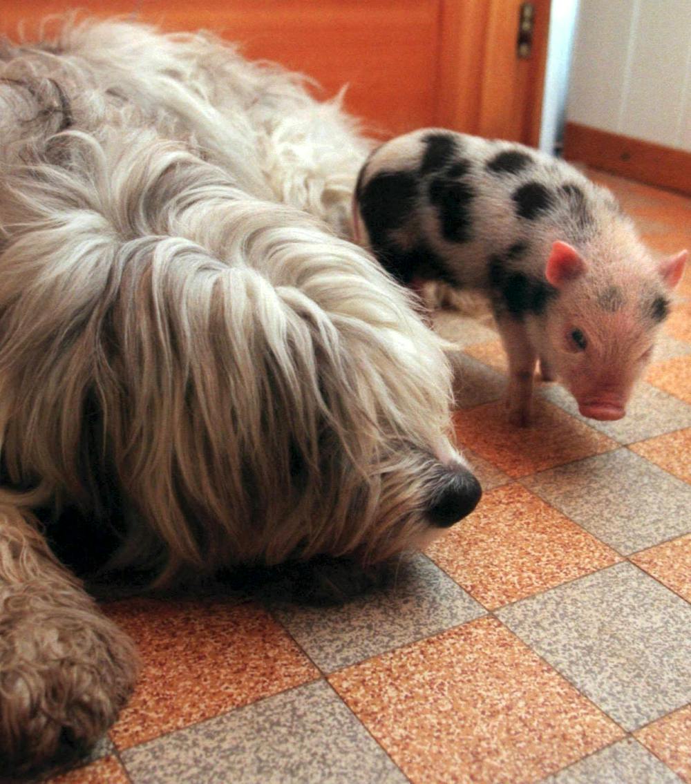 Why Are We Outraged About Eating Dog But Not Bacon