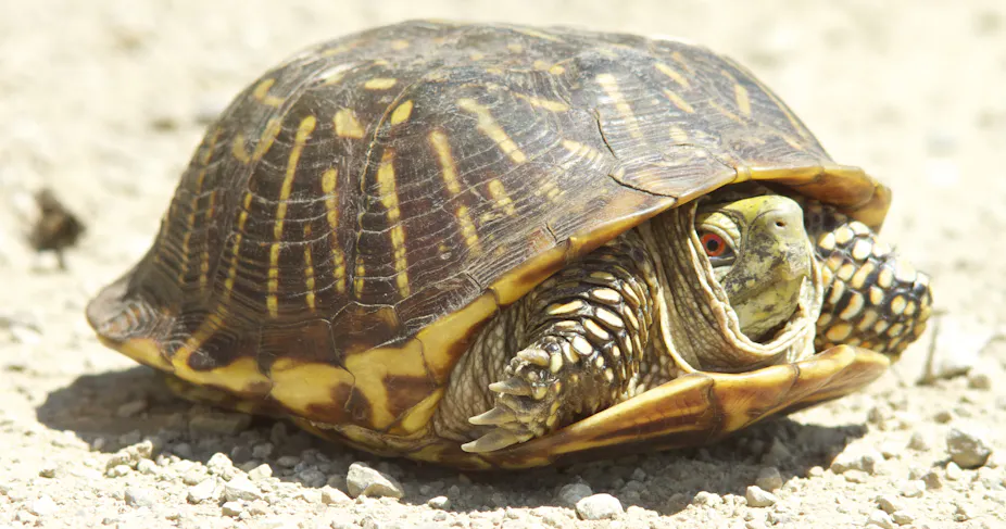 Turtle From Shell How did the turtle get its shell? Fossil discovery gives us a clue