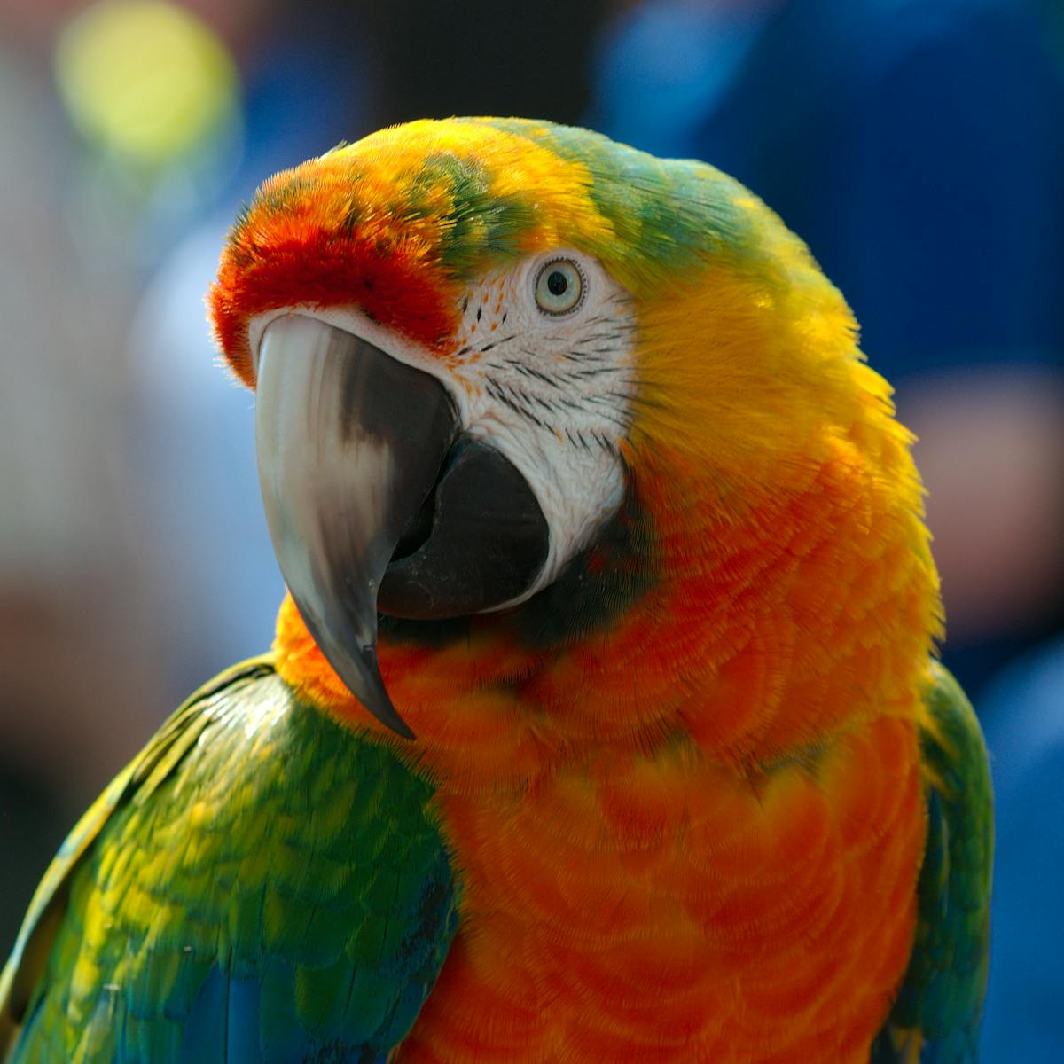How the parrot got its chat (and its dance moves)