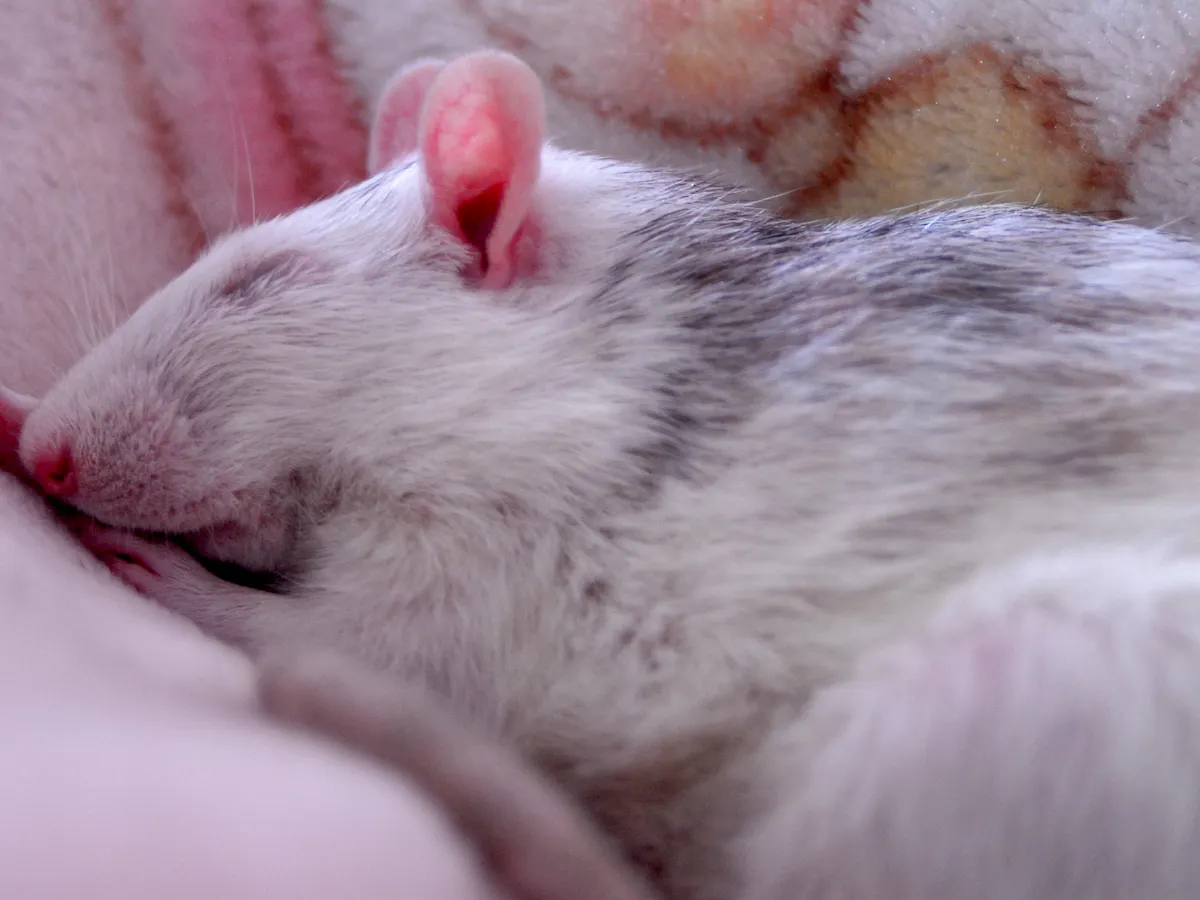 Do Rats Dream Of The Future
