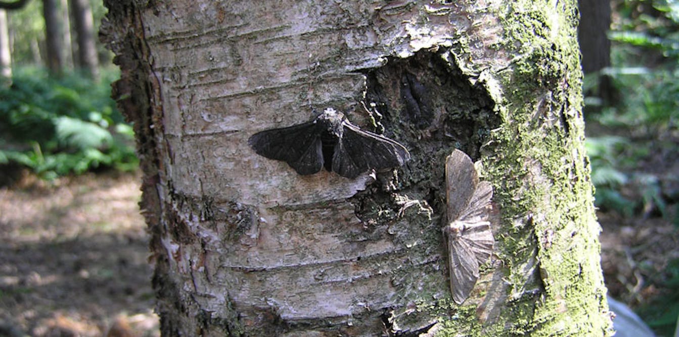 peppered moths natural selection