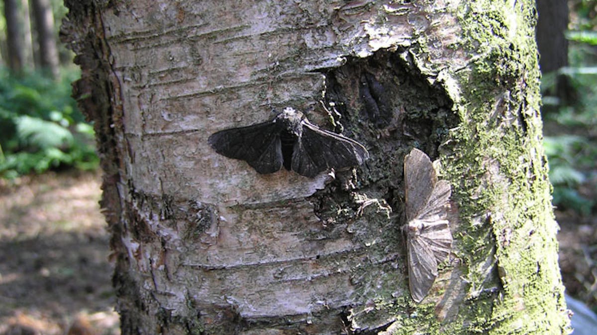 Natural Selection In Black And White How Industrial Pollution Changed Moths Natural Selection In Black And White How Industrial Pollution Changed Moths