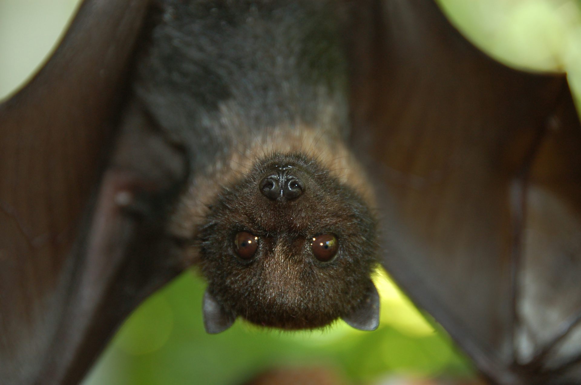 In Defence Of Bats: Beautifully Designed Mammals That Should Be Left In ...