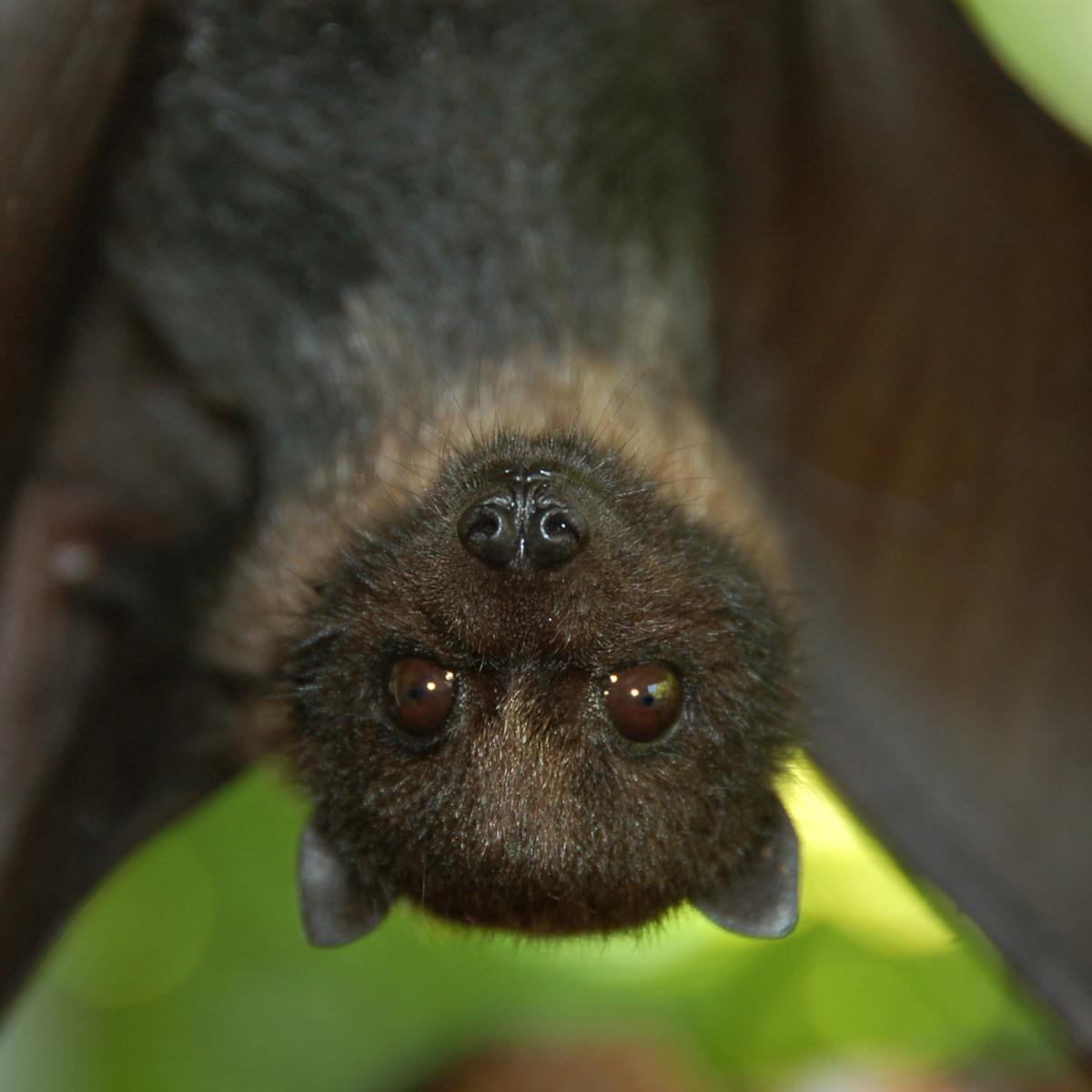 In defence of bats: beautifully designed mammals that should be left in peace