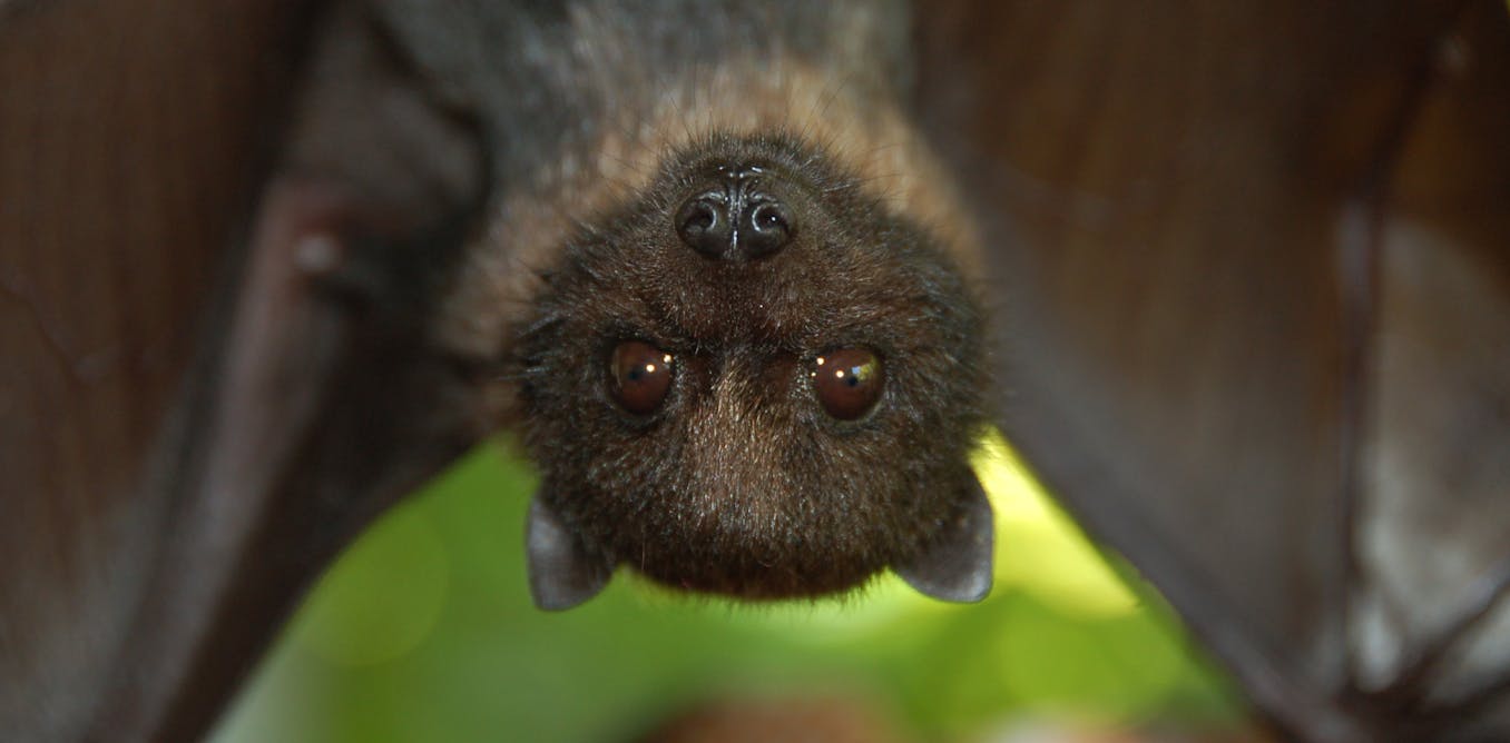 In defence of bats: beautifully designed mammals that should be left in