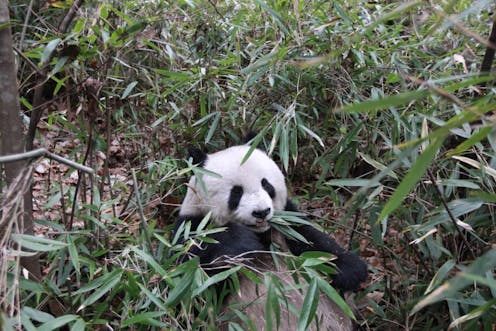 Captive panda cubs are drinking the wrong milk – here's why