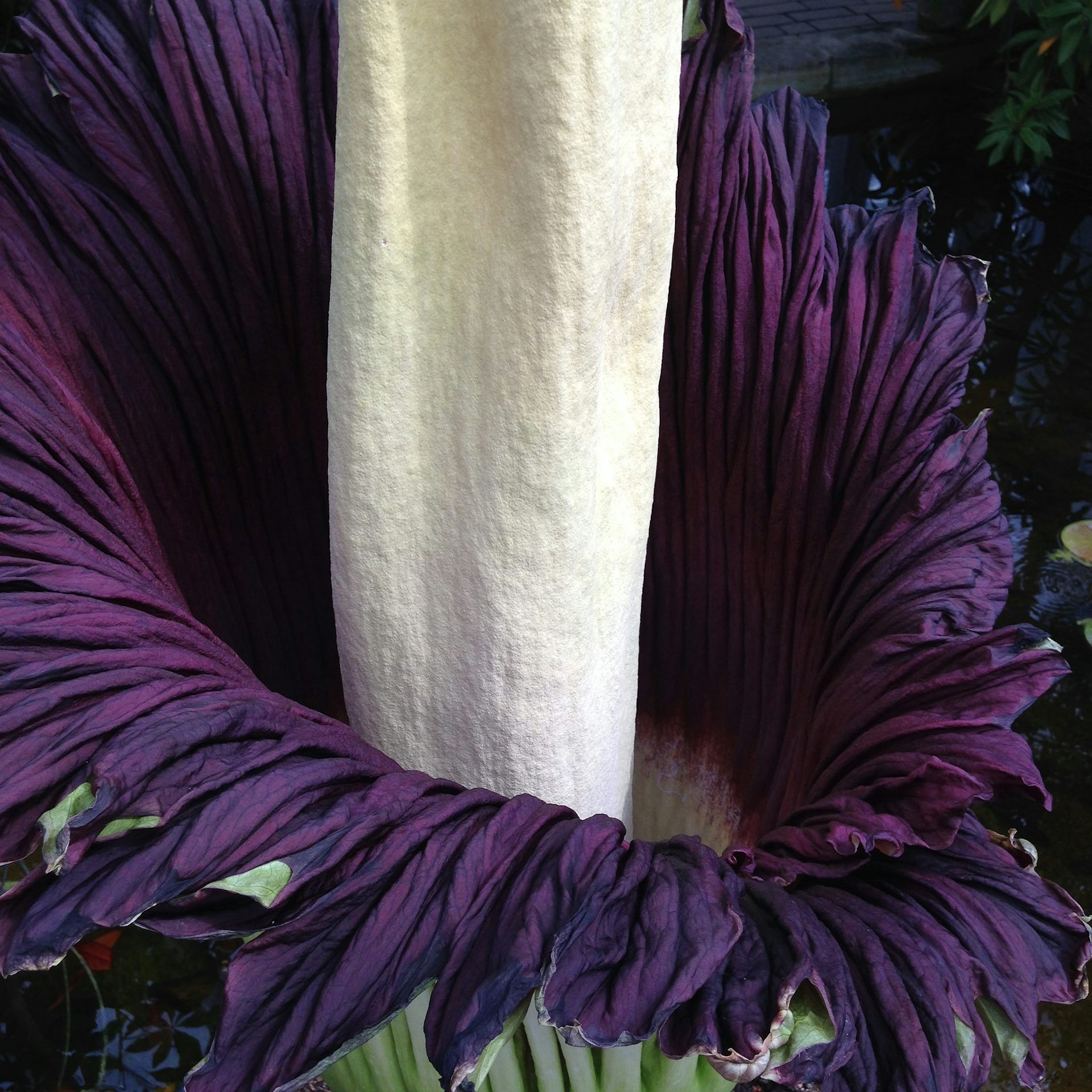 The secret of the world’s smelliest flower