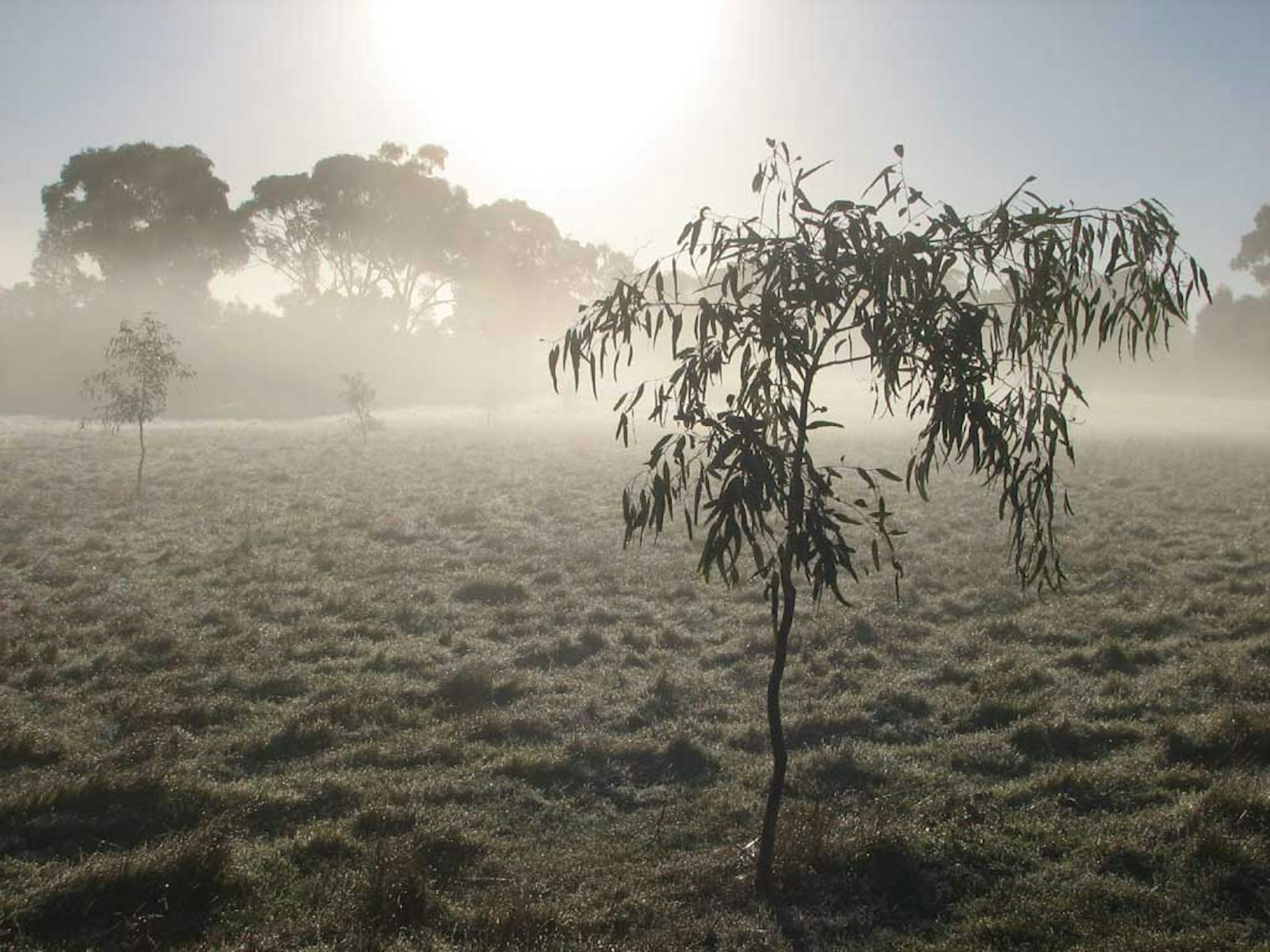 How much carbon can trees absorb?