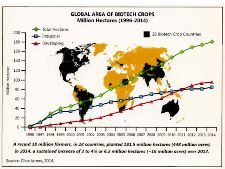 Why genetically modified crops have been slow to take hold in Africa