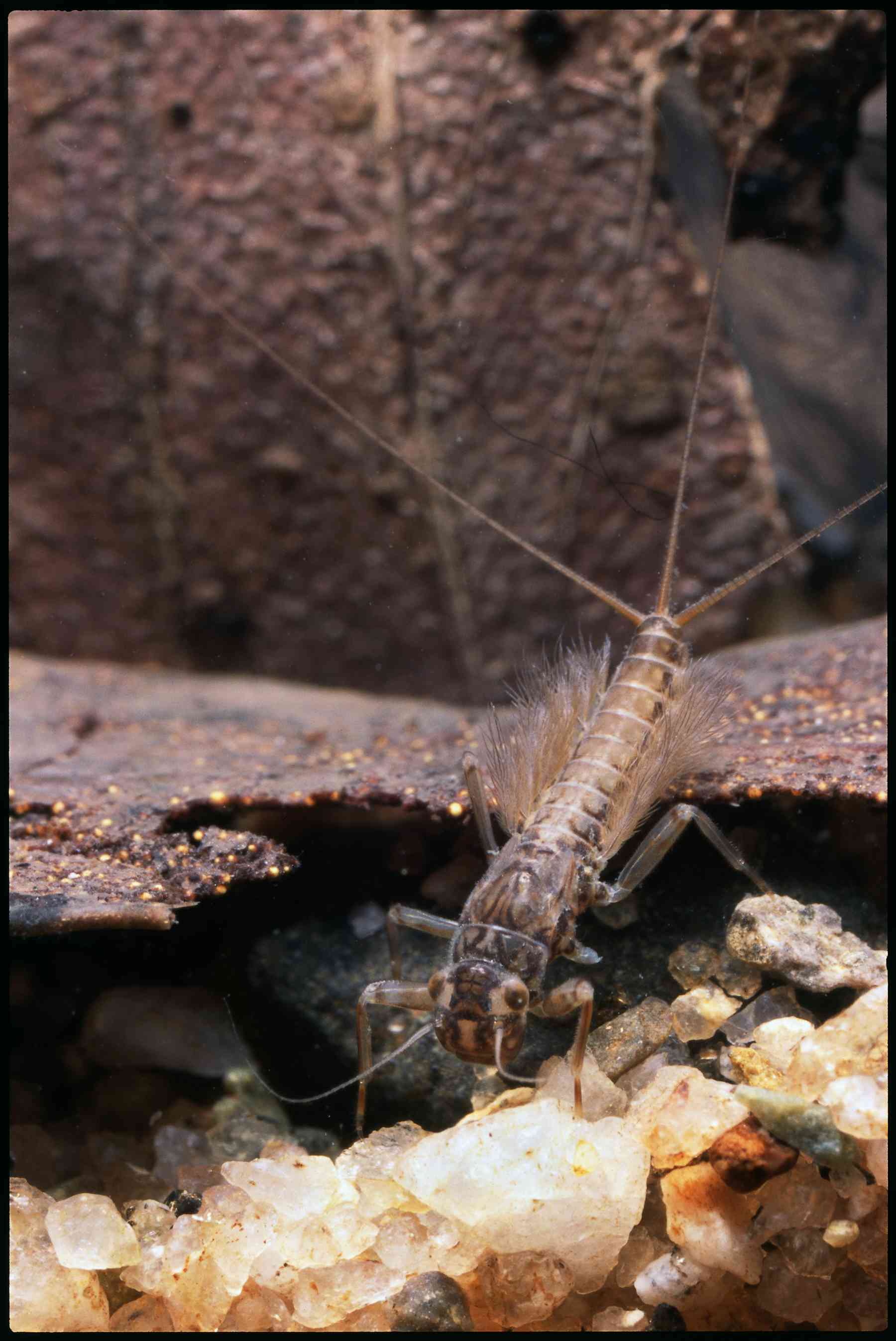 How healthy is your river? Ask a waterbug