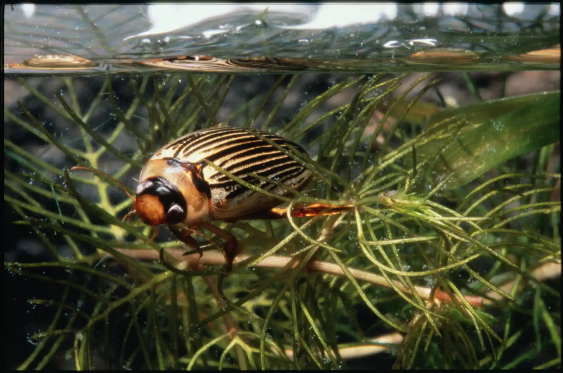 How healthy is your river? Ask a waterbug