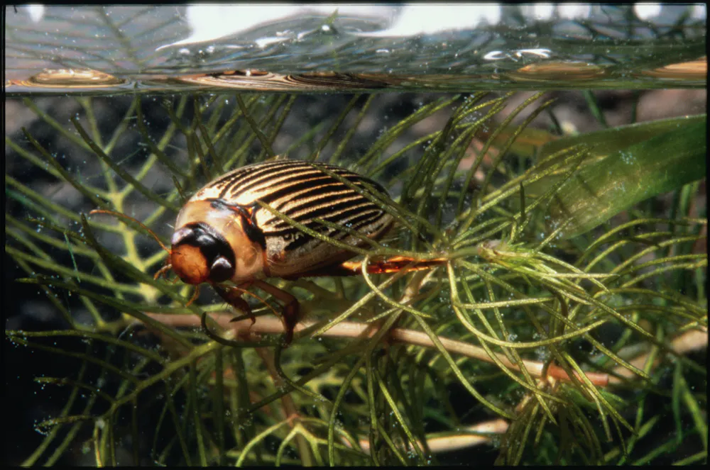 How healthy is your river? Ask a waterbug