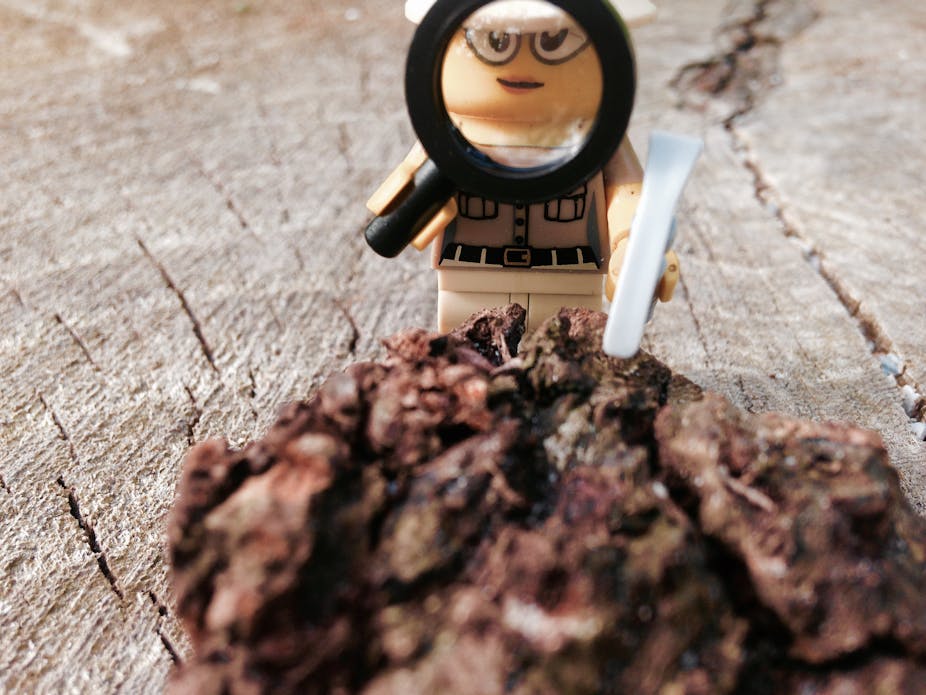 Unbelievable Fossil Discovery Reptile With A Bizarre Crest - wb7qk68