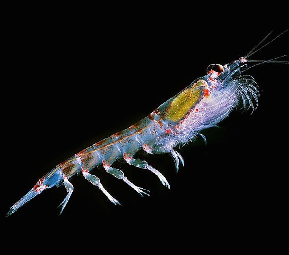 How plankton help control clouds over the world's most remote oceans