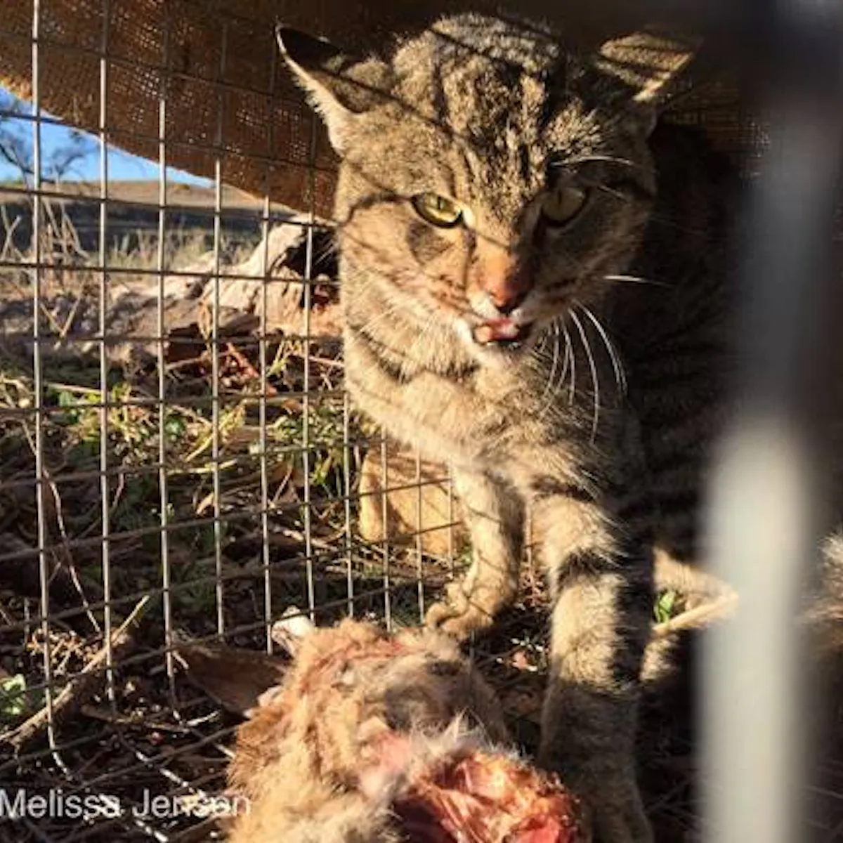 The War On Feral Cats Will Need Many Different Weapons