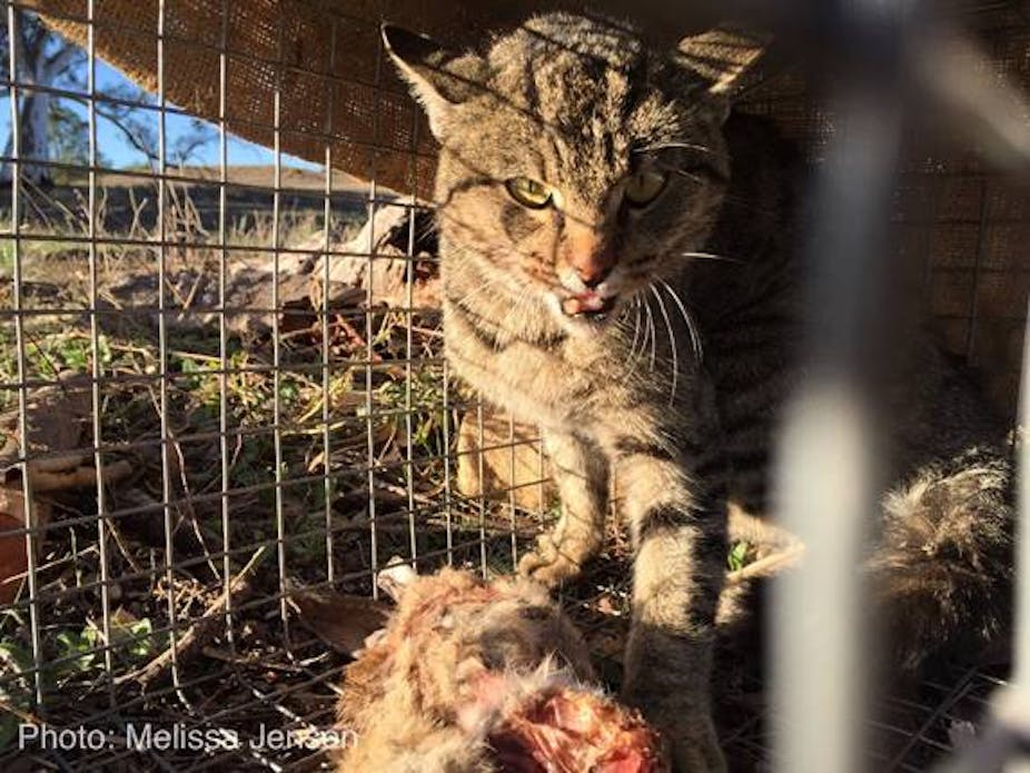 The War On Feral Cats Will Need Many Different Weapons
