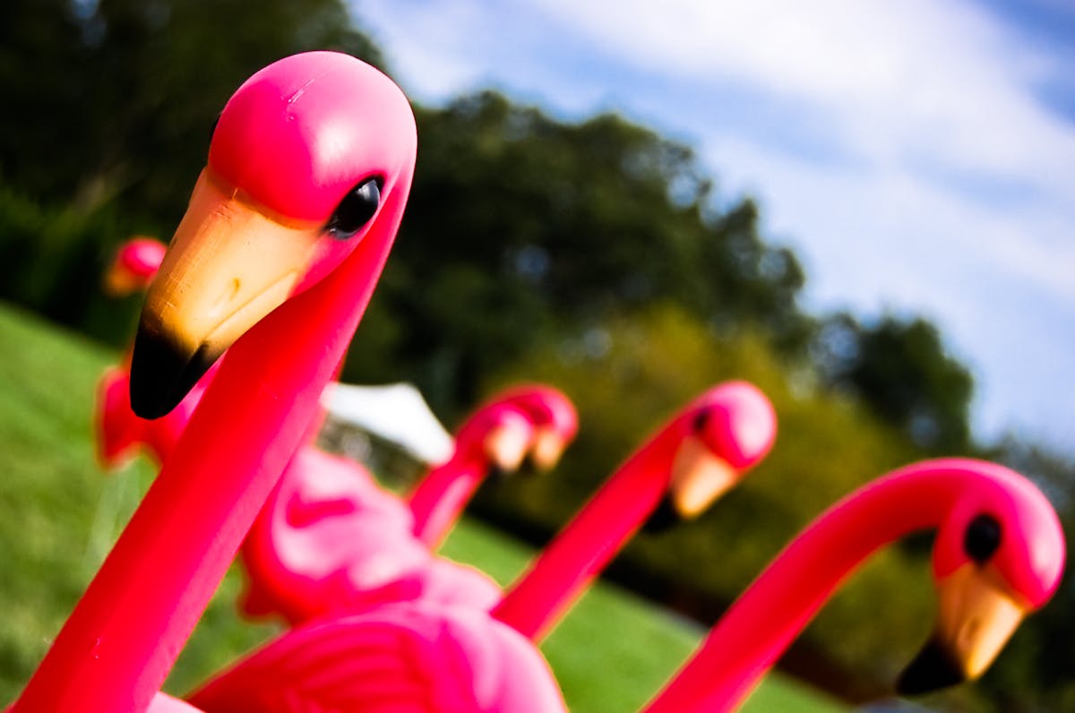 From Kitsch To Park Avenue The Cultural History Of The Plastic Pink Flamingo