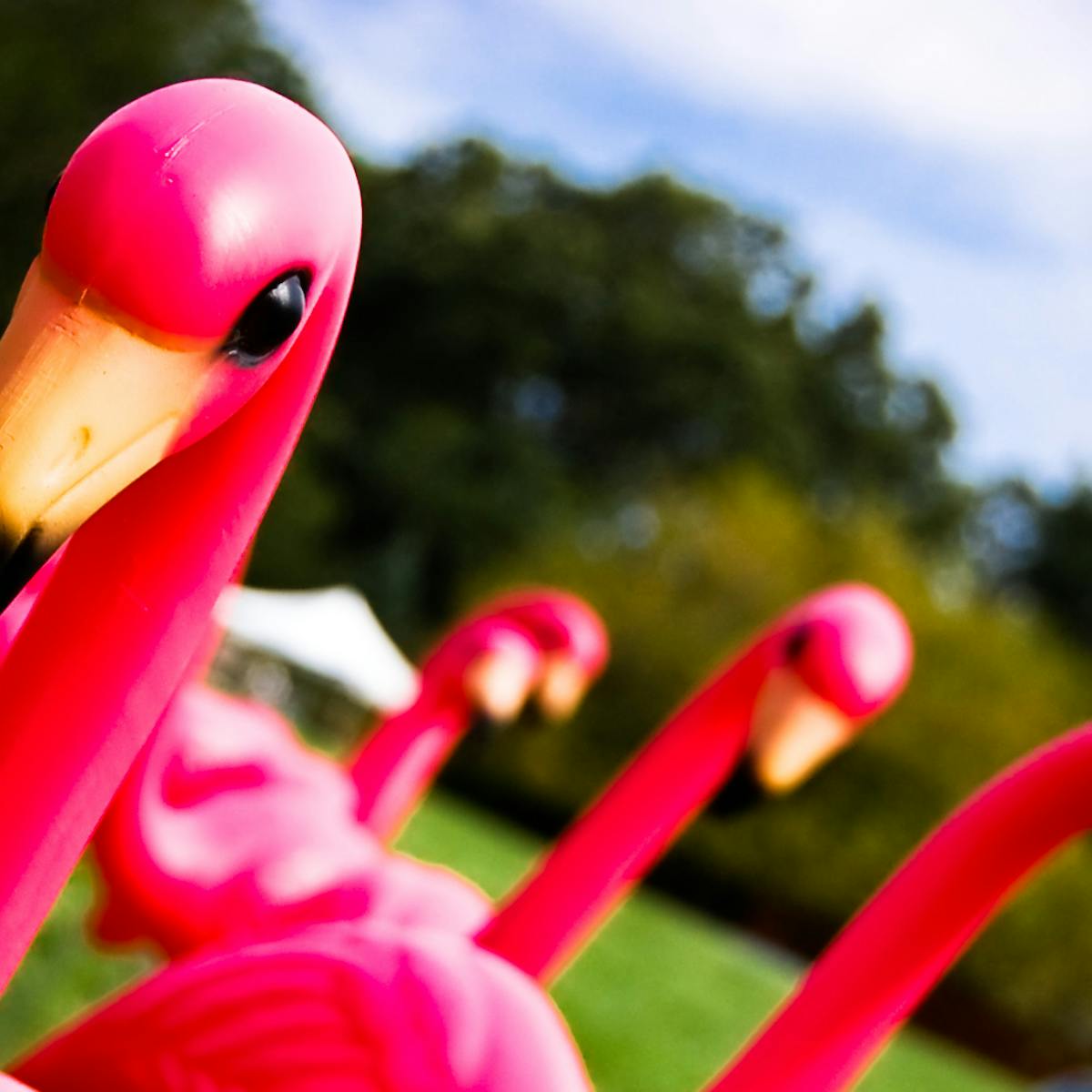 From Kitsch To Park Avenue The Cultural History Of The Plastic Pink Flamingo